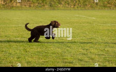 chocolate coloured  poodle puppy dog playing in the park among the green grass and spring time sun Stock Photo