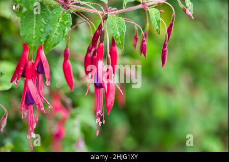 Hardy Fuchsia branch after a rain shower Stock Photo