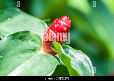 Costus woodsonii flower in garden, red tropical flower. Close up Stock Photo