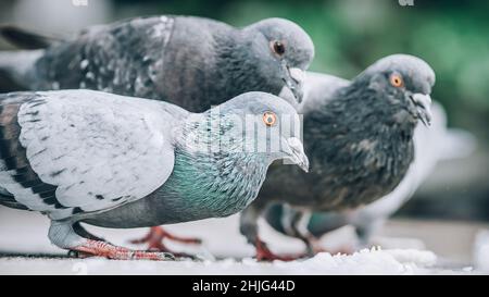 Flock of pigeons eating bread on the street. Dove crowd bunch. View from animal floor perspective Stock Photo