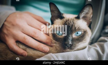 Portrait of the siamese cat with beautiful blue eyes. Macro photography Stock Photo