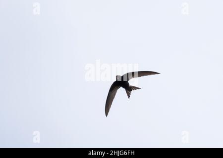 Common Swift (Apus apus) in flight. Barcelona. Catalonia. Spain. Stock Photo