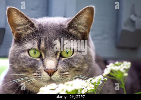 Gray cat with green eyes outside in the flowers. Hunting look. Stock Photo