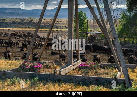 Curious cattle admiring prickly pear cactus (Opuntia polyacantha) at feedlot near Celebration Park in Canyon County, Idaho