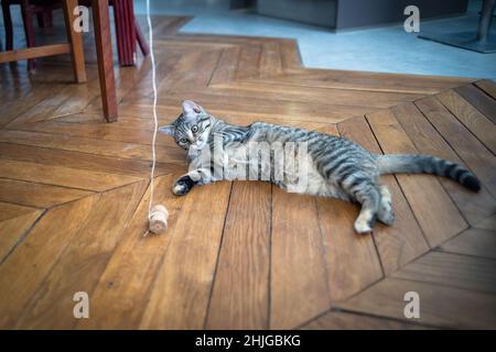 Tabby kitten playing with a champagne cork on a wooden floor Stock Photo