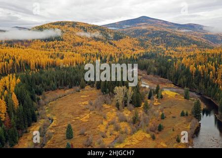 Yaak River and western larch in fall. Yaak Valley Montana. (Photo by ...