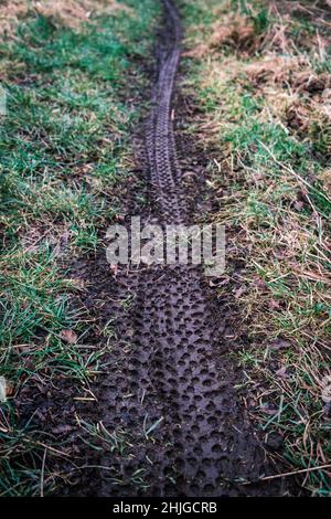 Sports Image Of Mountain Bike Tire Tracks In Wet Mud Stock Photo