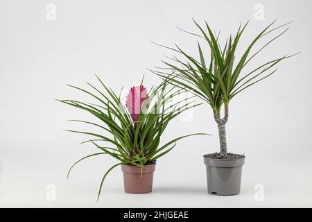 The modern composition of the home garden filled many beautiful plants, cacti, succulents, air plants in different design pots. Stylish botanical inte Stock Photo