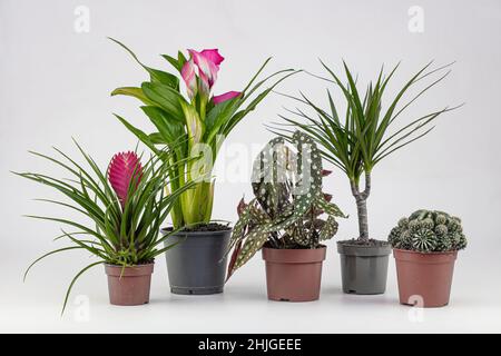 The modern composition of the home garden filled many beautiful plants, cacti, succulents, air plants in different design pots. Stylish botanical inte Stock Photo