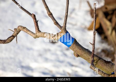 The grafted tree is wrapped in blue ribbon. Stock Photo