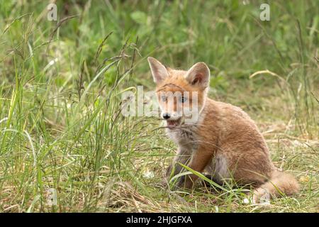 Small red fox puppy sitting in grass Stock Photo