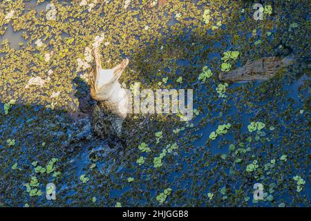 A caiman attack in a lagoon Stock Photo