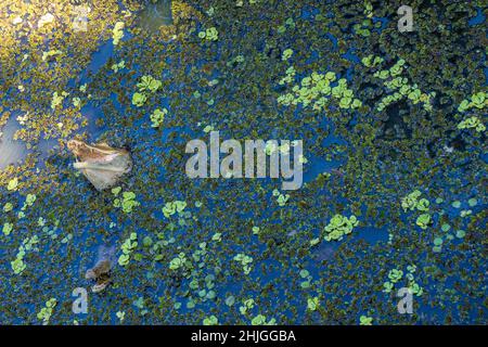 A caiman attack in a lagoon Stock Photo