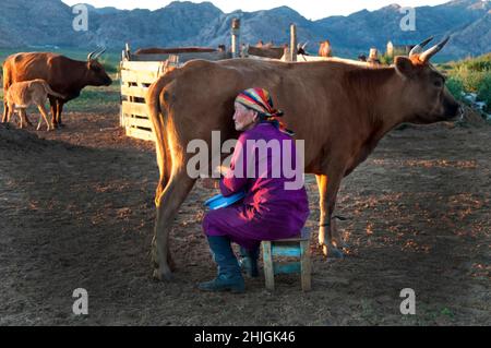 mongolian woman milking a cow Stock Photo - Alamy