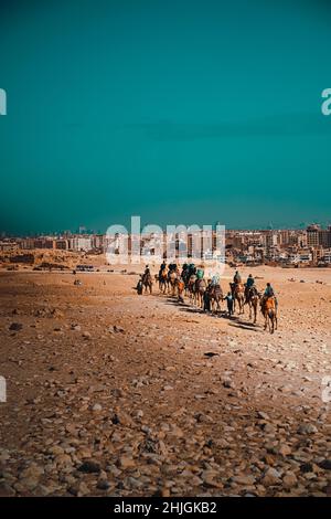 Tourists riding in a camel convoy around the great pyramids of giza. Vertical shot with buildings in the city of cairo in the background Stock Photo