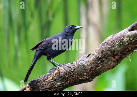 Melodious Blackbird  Dives dives Sarapiqui, Heredia, Costa Rica 19 March 2019       Adult       Icteridae Stock Photo