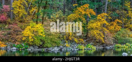 Large Leaf Maple, Dogwood, North Yuba River, Tahoe National Forest, California Stock Photo