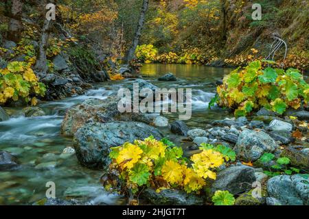 Indian Rhubarb, Darmera Peralta, Lavezzola Creek, Tahoe National Forest, California Stock Photo