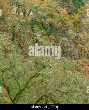 Autumn, Valley Oaks, Quercus lobata, Yorkville Highlands, Mendocino County, California Stock Photo