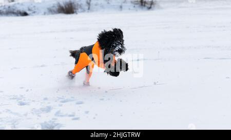 A black labradoodle dog in an orange protector cover is running in fresh white powder snow Stock Photo