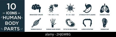 filled human body parts icon set. contain flat brain body organ, three bacteria, big cellule, stomach with liquids, human lungs, human muscle, human h Stock Vector