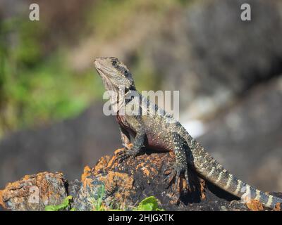 Lizard on the rocks. An Australian reptile, Water Dragon, proudly posing, for his picture while basking in the Summer sun by the seaside, eyes on me. Stock Photo