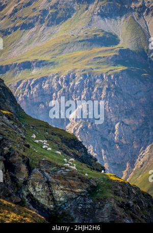 Sheep grazing on grassy hillside of steep mountain with a cliff edge at dusk in Zermatt, Switzerland Stock Photo