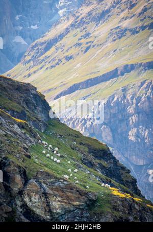 Sheep grazing on grassy hillside of steep mountain with a cliff edge at dusk in Zermatt, Switzerland Stock Photo