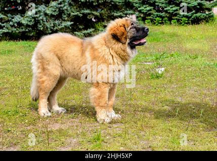 Caucasian Shepherd Dog puppy stands. The Caucasian Shepherd Dog puppy stands in the park. Stock Photo