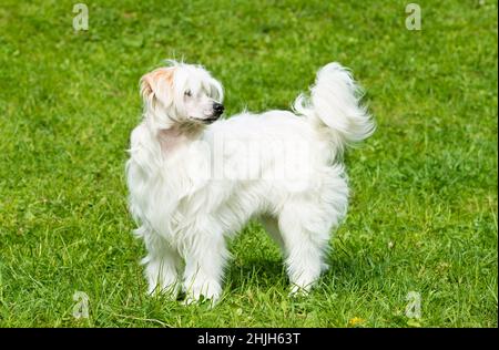 Powderpuff Chinese Crested stands. The Powderpuff Chinese Crested is on the grass. Stock Photo