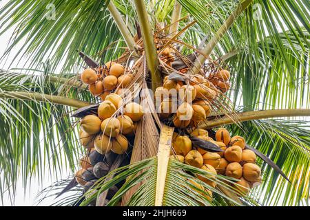 Yellow coconuts growing on a coconut palm, Bali, Indonesia. Stock Photo