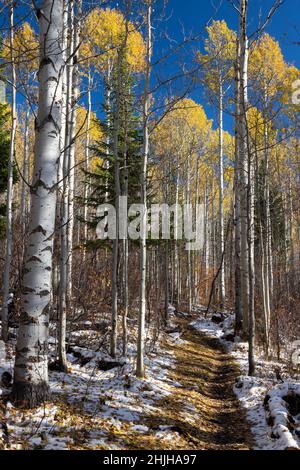 Golden aspen trees late in the fall season rising high above the Aspen Trail in the Teton Mountains. Bridger-Teton National Forest, Wyoming Stock Photo