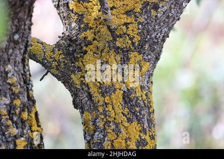 Yellow crustose maritime sunburst lichen (Xanthoria parietina) on a tree trunk. Disease of the bark of fruit trees. Stock Photo