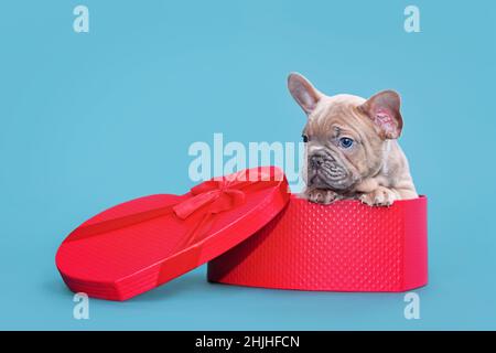 Cute Valentine's day puppy. French Bulldog dog in heart shaped gift box on blue background Stock Photo