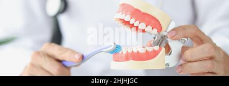 Dentist shows correctness of teeth cleaning on artificial jaw Stock Photo