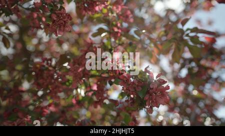Slow motion gimbal shot of red apple tree blossom in late sprink or early summer, 120fps Stock Photo