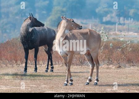 Beautiful and biggest asian antelope nilgai male and female natural habitat. Stock Photo