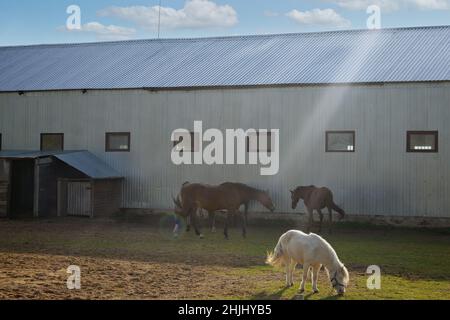 Horse breeding farm. Horses walk in a paddock under the rays of the spring sun. Selective focus. Stock Photo