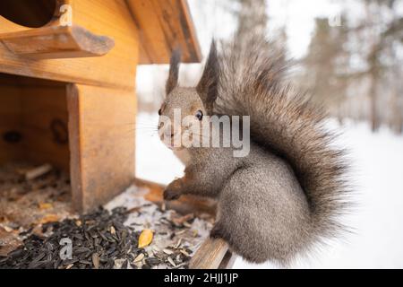 squirrel eat nuts on a feeder in winter forest. High quality photo Stock Photo