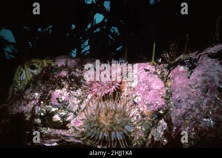 Dahlia anemone (Urticina felina) three attached to rock below the kelp forest, UK. Stock Photo