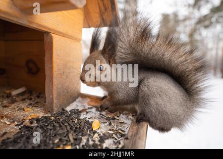 squirrel eat nuts on a feeder in winter forest. High quality photo Stock Photo