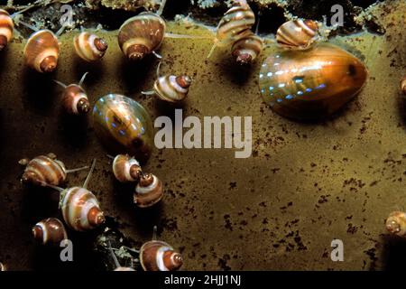 Banded chink shell (Lacuna vincta) group grazing on a kelp frond, UK. Stock Photo