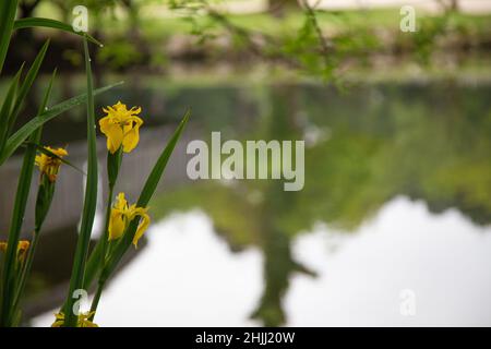 Yellow Iris in front of a reflective still body of water. Stock Photo