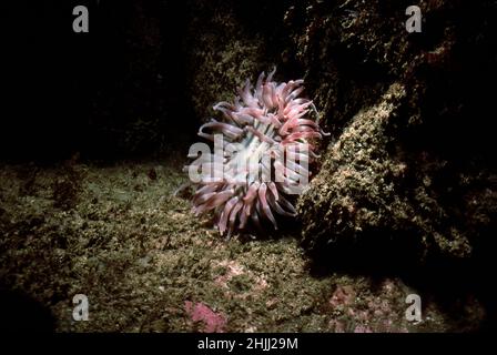 Dahlia anemone (Urticina felina) lone specimen in its rocky habitat, UK. Stock Photo