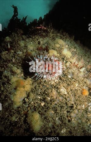 Dahlia anemone (Urticina felina) on a rock slope near the surface, UK. Stock Photo