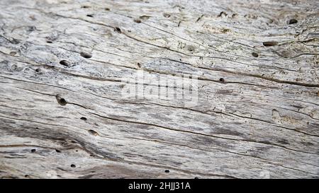 High Key Driftwood Background Stock Photo