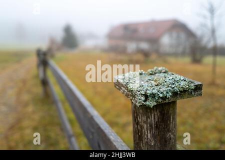 An old wooden fence covered in moss at a farm in a foggy landscape. Stock Photo