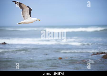 Lone Seagull in flight  over the ocean with copy space. Stock Photo