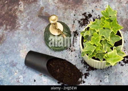 Planting common ivy, hedera helix, with mister and compost scoop.  On a grunge background Stock Photo