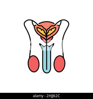 Male urinary system color line icon. Pictogram for web page, mobile app ...